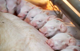 ForFarmers: Duroc-varkens hebben speciale behandeling nodig