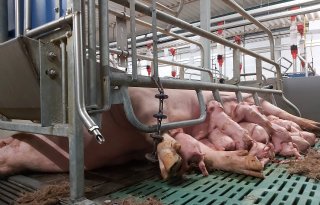 Biosecurityscan handig hulpmiddel varkenshouder bij PRRS-aanpak