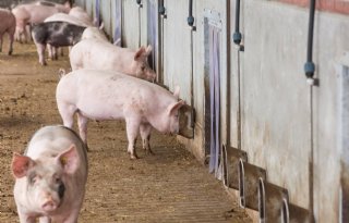 Westfleisch zet eigen premiummerk varkensvlees in de markt