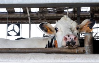 Ilvo: 'Meest klimaatvriendelijke melk komt uit Vlaanderen'