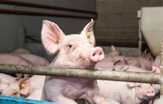 Strategie 'Varkensvlees van morgen' moet Franse productie veiligstellen