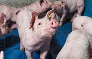 Varkenssector Duitsland krimpt verder