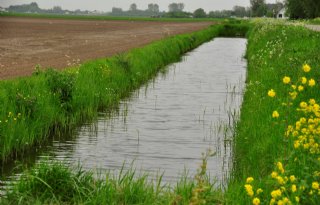Waterschap Scheldestromen stelt sloten beschikbaar voor ecoregeling