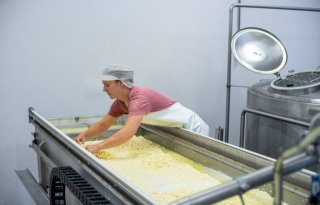 Kaasmakerij op Terschelling gaat wei verwerken tot 'Friese' ricotta