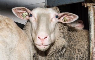 Tientallen schapenrassen toegevoegd aan taxatielijst wolvenschade