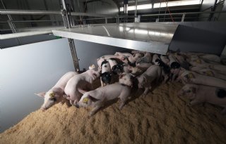 80 procent minder ammoniak uit wroetstal met gespeende biggen