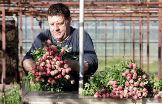 Rabobank: tuinders ervaren toekomst als onzeker