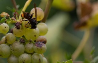 Invasieve wesp gespot in Zeeland