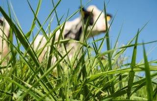 Melkveehouder: 'We willen laatste stukjes landbouwgrond Arkemheen niet verliezen'