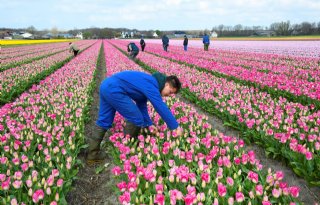 Zuid-Holland vraagt 9 miljard euro voor landelijk gebied