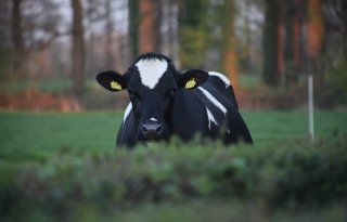 Subsidie+voor+Veluwse+melkveehouders+die+koeien+anders+voeren+of+meer+weiden