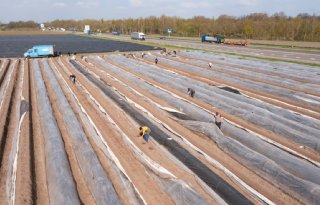 Zorgen over toekomst aspergeteelt in Nederland
