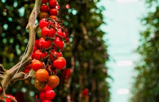 Miljoenen euro's steun voor verduurzaming groente- en fruitteelt