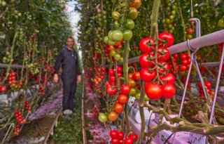 Tomatenkwekerij Bryte ziet lager afvalpercentage door full led