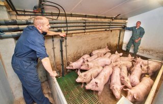 Dagelijks mest verwijderen uit varkensstal verlaagt methaanuitstoot