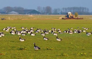 Friesland verlaagt maximum afschot ganzen met tienduizenden