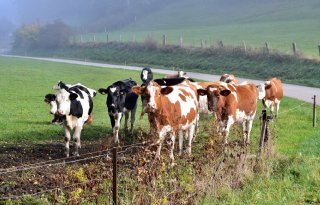 Nederlandse Melkveehouders Vakbond stapt uit werkgroep Alternatieven KDW