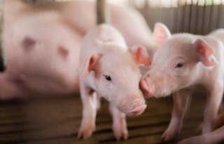Webinar: Klimaat als kans voor de varkenshouderij