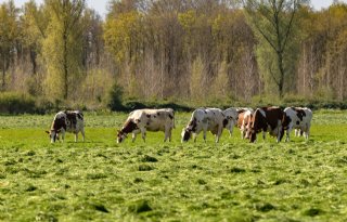 Brussel+akkoord+met+verplaatsingsregeling+stikstofaanpak