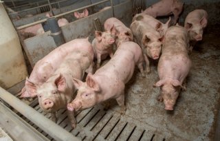 Aantal varkens in Nederland recordlaag