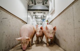 Eerste Topigs Norsvin-varkens naar nieuw Nucleus-bedrijf Canada