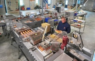 Stipkip focust voor eieren op regionale afzet en arbeidsgemak