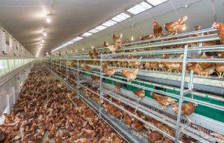 Extra R&amp;O transportmiddelen pluimvee en broedeieren verplicht na vogelgriep in Noorwegen
