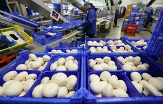 Nederlandse champignon is duurzame keuze op internationale markt