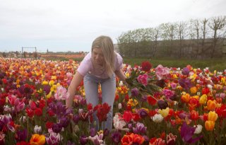 Bezoekers tulpenattractie zijn verrukt over 'kleurexplosies'