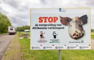 Minder Afrikaanse varkenspest in de EU in 2022