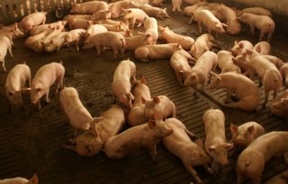 Afrikaanse varkenspest breekt uit op Indonesische Batam