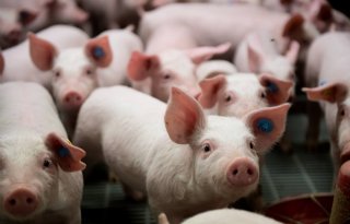 Probiotica uit amandelen kunnen streptokokken bij varkens voorkomen