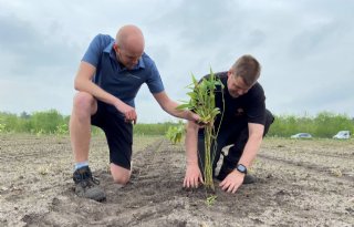 Eerste Nederlandse bamboe voor BambooLogic en Van den Borne