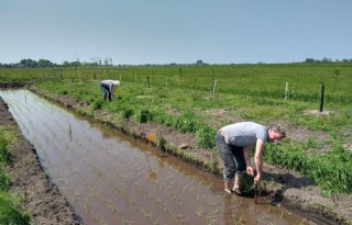 Universiteiten Wageningen en Leiden experimenteren met rijst in veenweidegebied