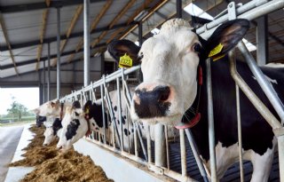 Kaasproducent Bel zet Slowaakse koeien aan de Bovaer