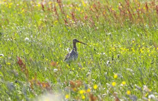 'Ben je boer of natuurbeheerder?'