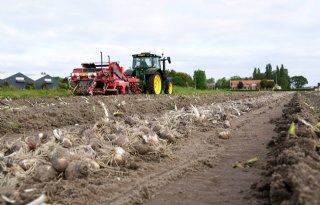 Eerste hyacinten worden gerooid in Voorhout