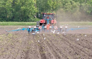 Vogelvraat+maiszaad+blijft+hoofdpijndossier