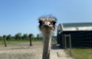 Struisvogelboerderij in Zeeland is enorme hit