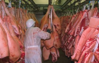 Keuringskosten slacht en vee-export te hoog