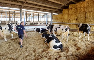 'Verse koeien starten weer goed op, dat geeft werkplezier'