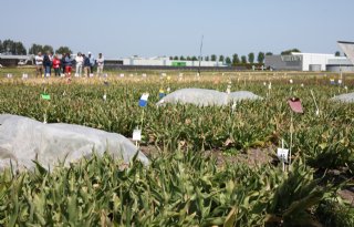Tulpensector heeft baat bij weerbaarheid