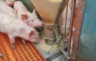 Grillige voeropname van varkens vraagt om rust in de darmen