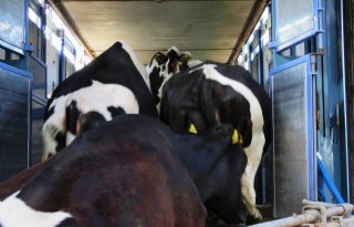Europese Commissie beperkt diertransport tot 21 uur