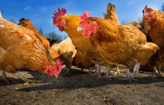 België officieel vrij van vogelgriep, ophokplicht vervalt