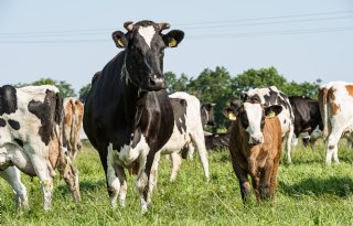 Europese melkprijs 2 procent hoger dan jaar eerder