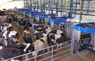 Batch milking steeds populairder bij grote melkveehouderijen