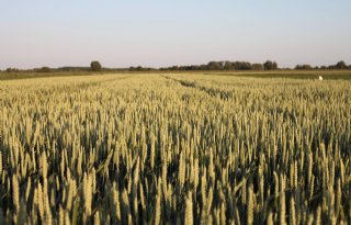 Duitse oogstprognose omlaag vanwege droogtestress
