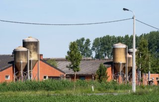 KBC Bank: vooruitzichten voor varkenshouderij in België zijn gunstig