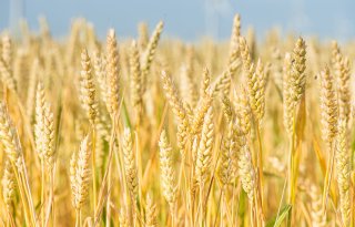 USDA tempert oogstprognose voor tarwe